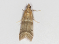 Vitula biviella